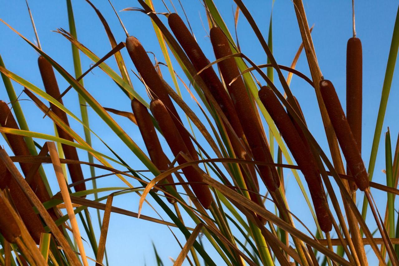 Bagheera Village Naturiste Linguizzetta 外观 照片