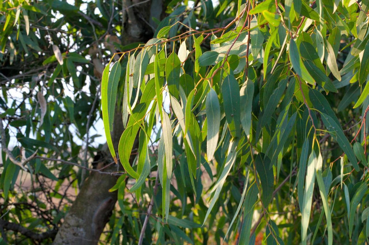 Bagheera Village Naturiste Linguizzetta 外观 照片